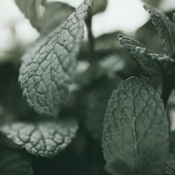 [KUNDAL] Head Spa & Scalp Scaling Caffeine Water Treatment 100ml